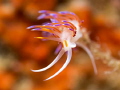   Flabellina um el faroud  
